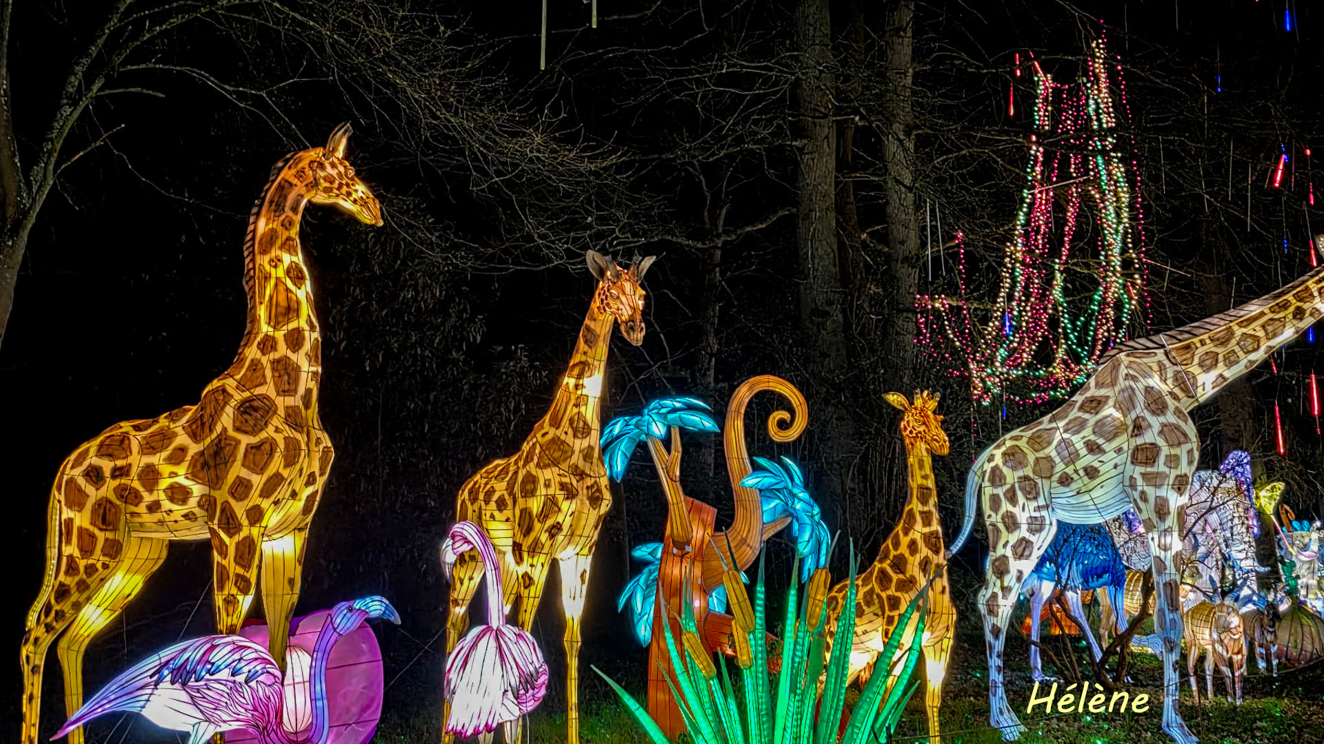 THOIRY -Illumination ,  Lumières sauvages 2025-2026